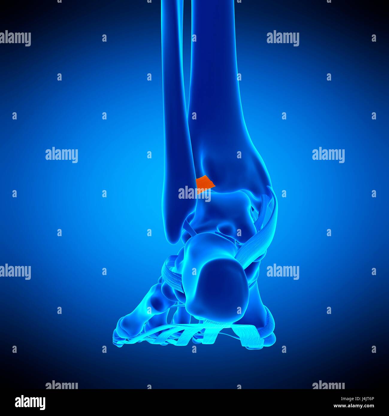 Illustration of the anterior tibiofibular ligament Stock Photo - Alamy