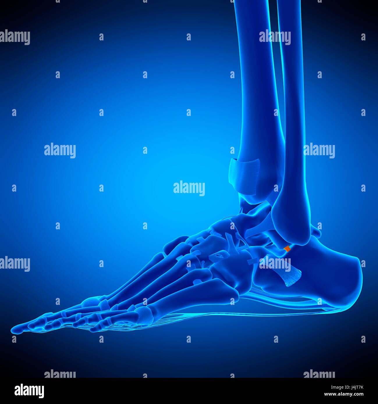 Illustration of the lateral talocalcaneal ligament Stock Photo Alamy