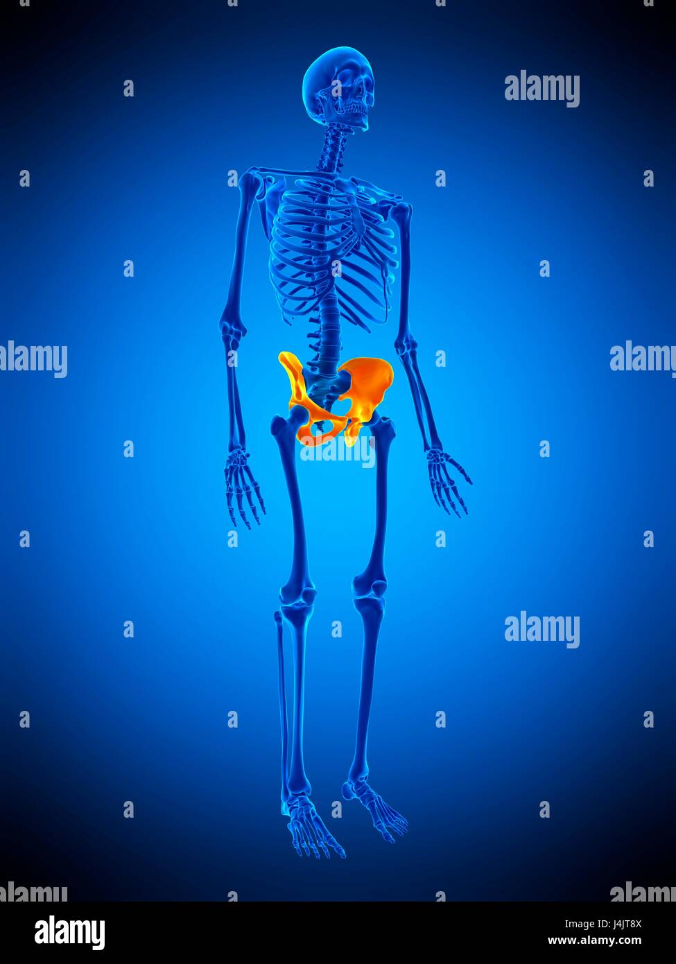 Illustration of the hip bones Stock Photo Alamy