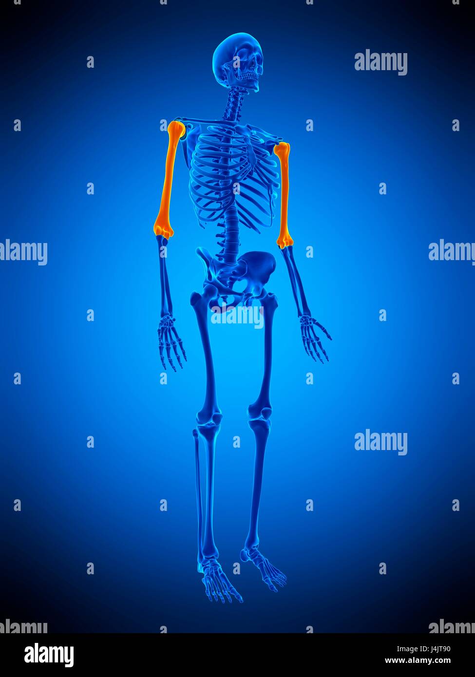 Illustration of the humerus bones. Stock Photo