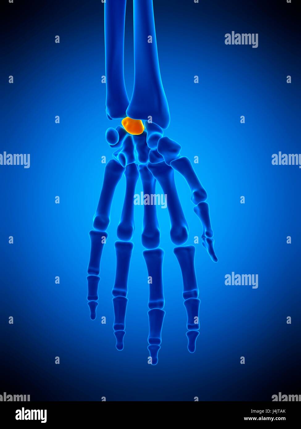 Illustration of the lunate bone Stock Photo Alamy