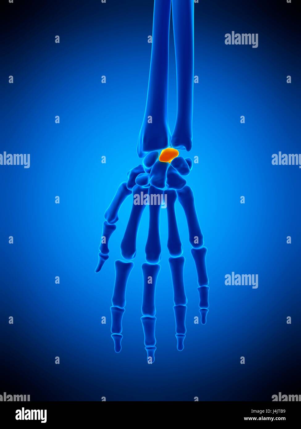 Illustration of the lunate bone Stock Photo Alamy