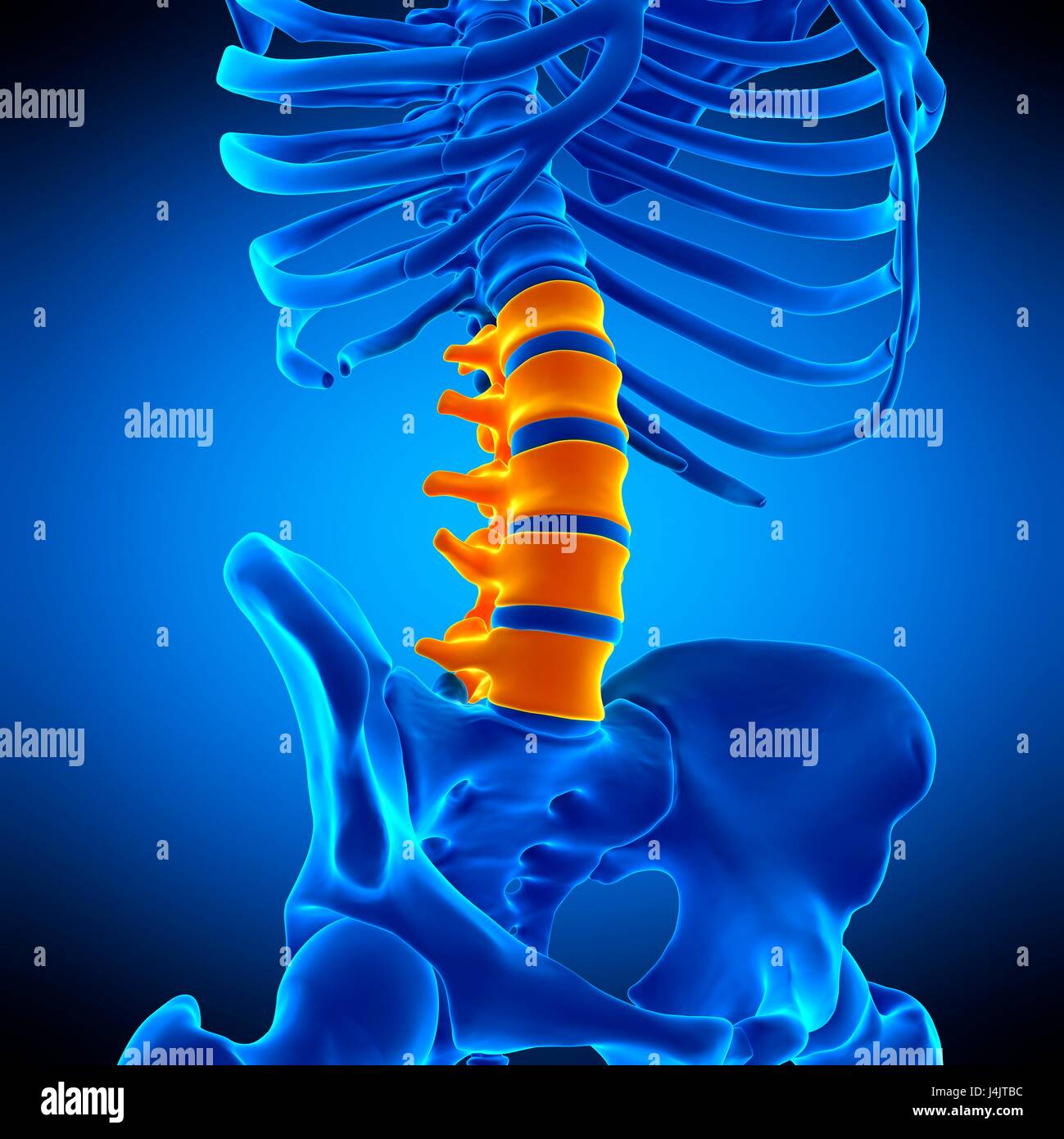 Illustration of the lumbar spine Stock Photo - Alamy