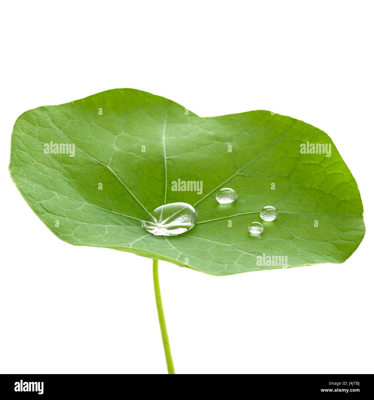 Nasturtium leaf with water droplets. Stock Photo