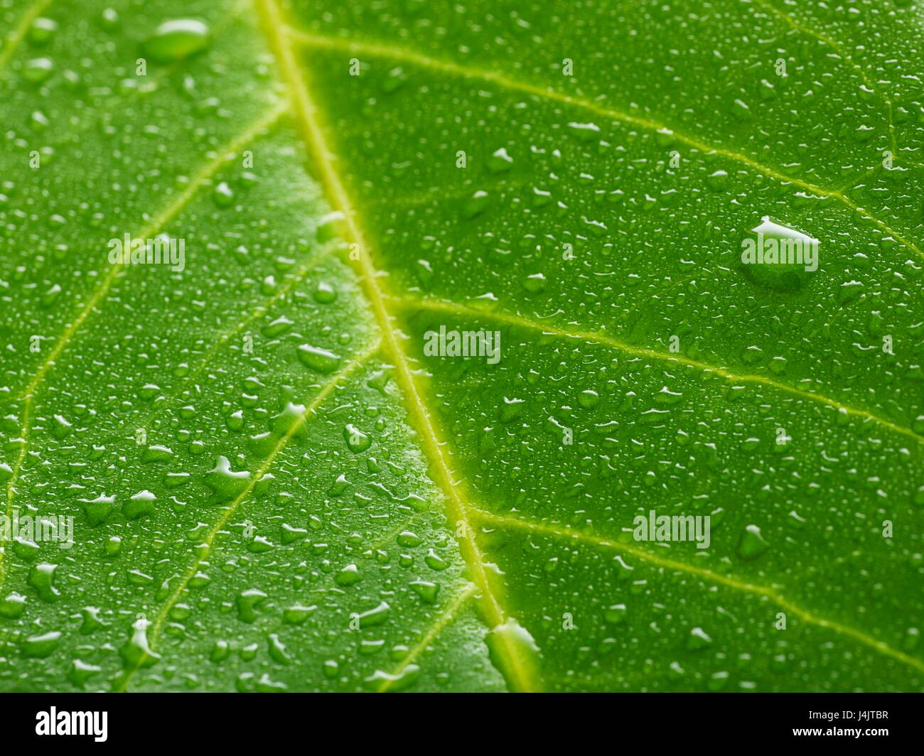 Water lily leaf with water droplets, full frame Stock Photo - Alamy
