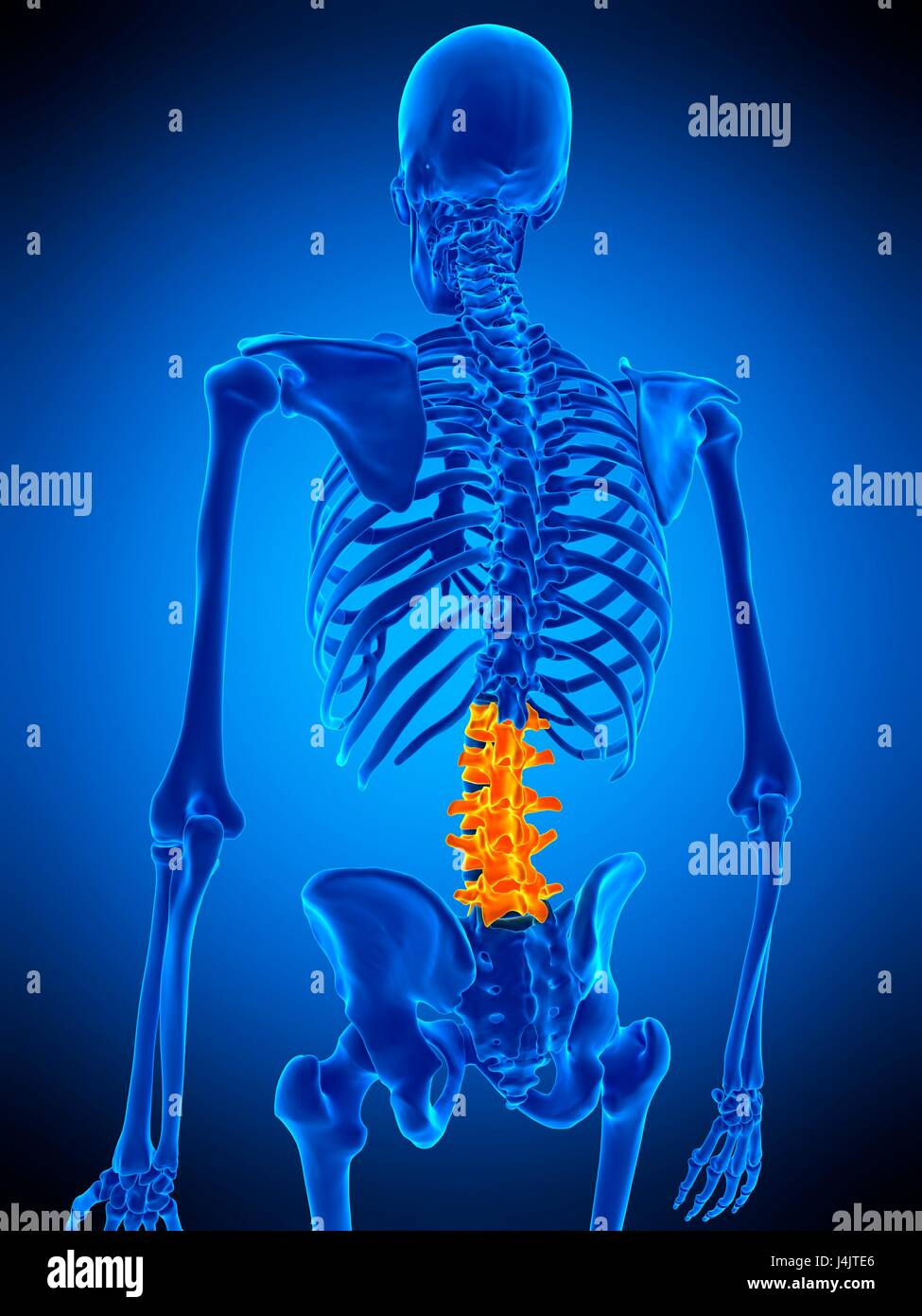 Illustration of the lumbar spine. Stock Photo