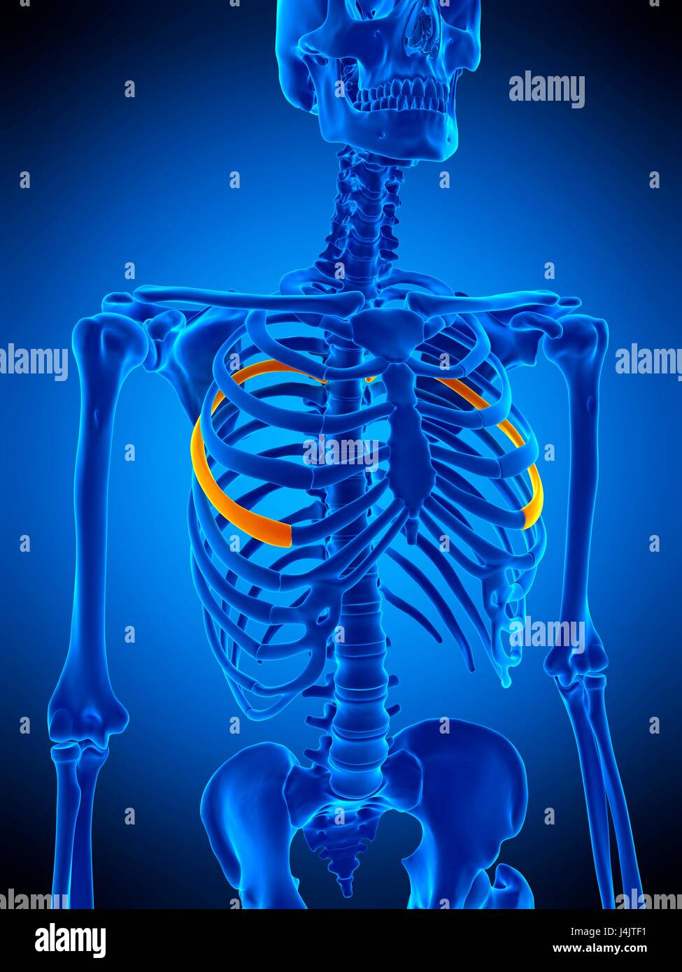 Rib Cage Illustration High Resolution Stock Photography and Images Alamy
