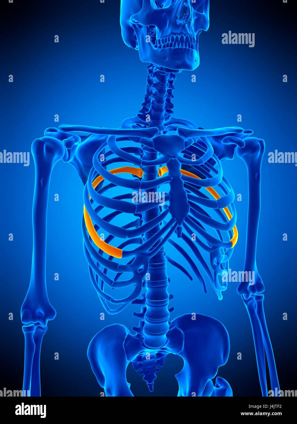 Rib cage illustration hires stock photography and images Alamy