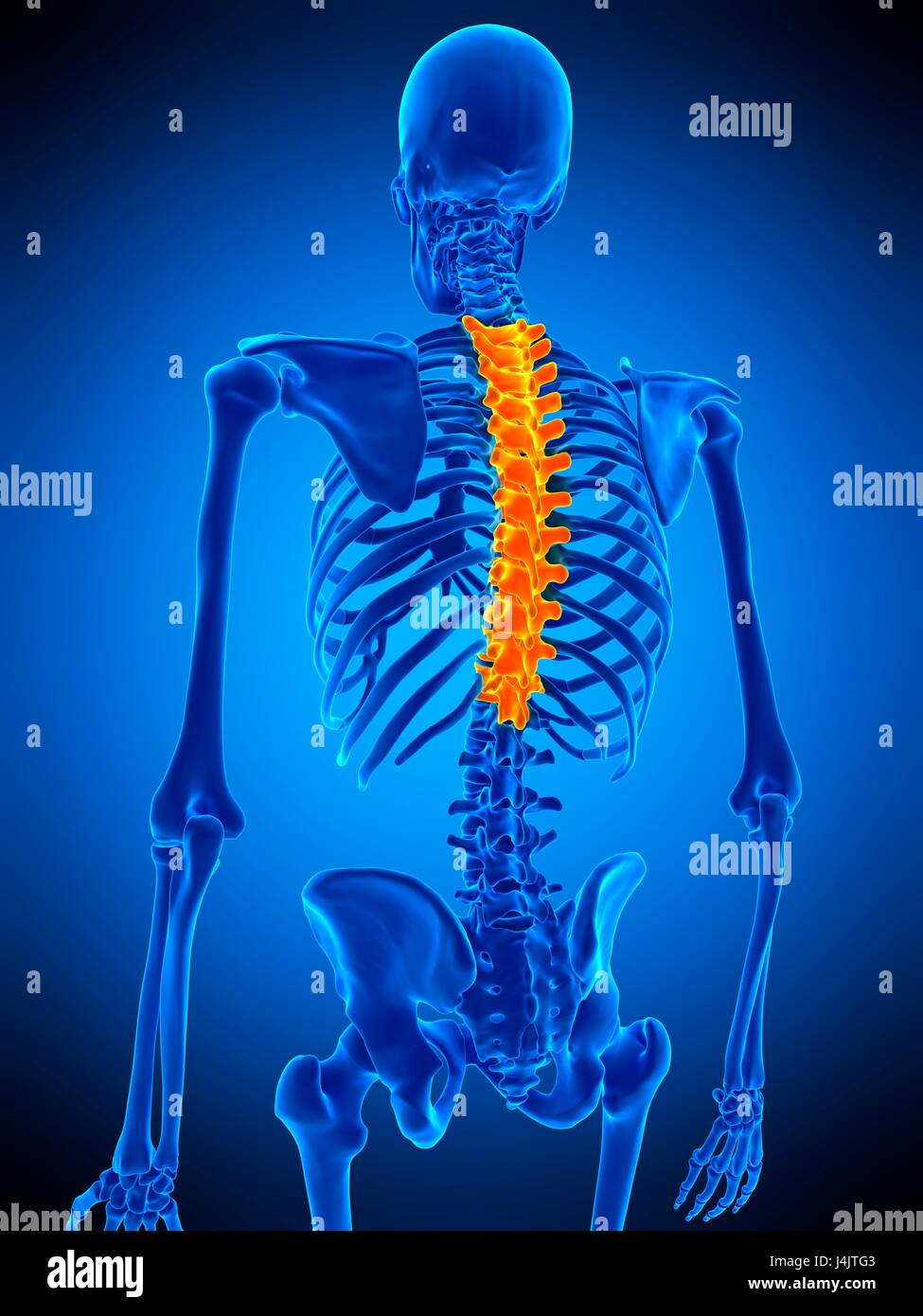 Dorsal view of spinal cord hi-res stock photography and images - Alamy
