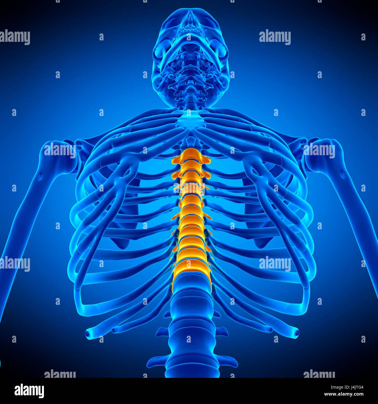 Illustration of the thoracic spine Stock Photo Alamy
