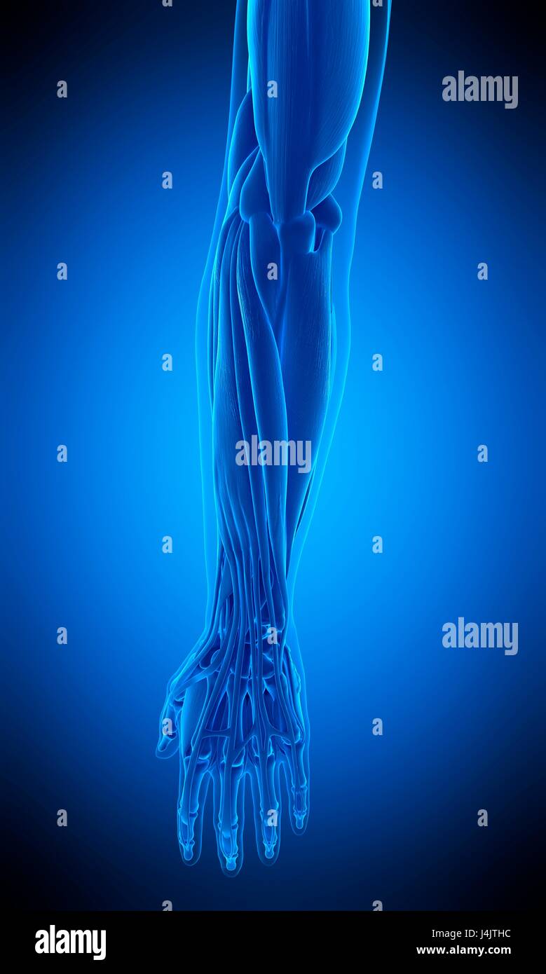 Illustration of the human arm muscles muscle Stock Photo Alamy