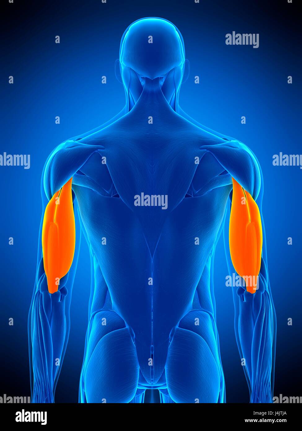 Illustration of the triceps muscle Stock Photo - Alamy