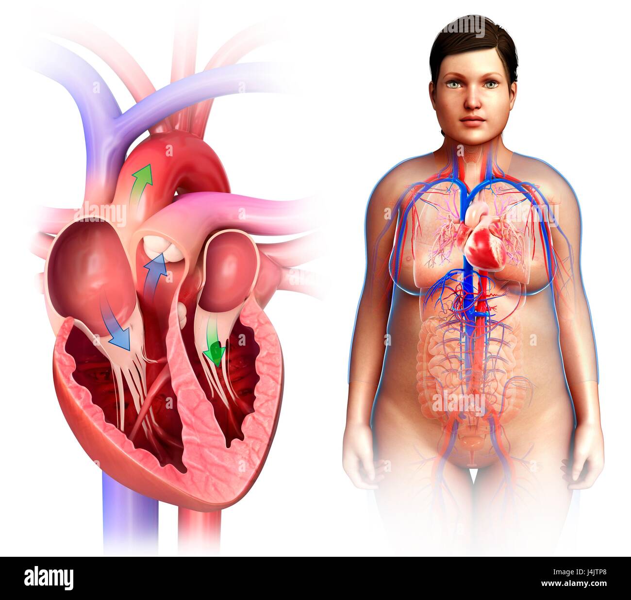 Illustration of female heart valves and anatomy Stock Photo Alamy