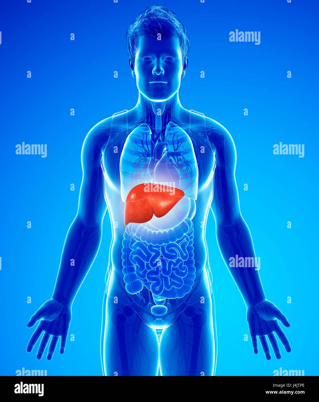 Illustration of male liver Stock Photo - Alamy