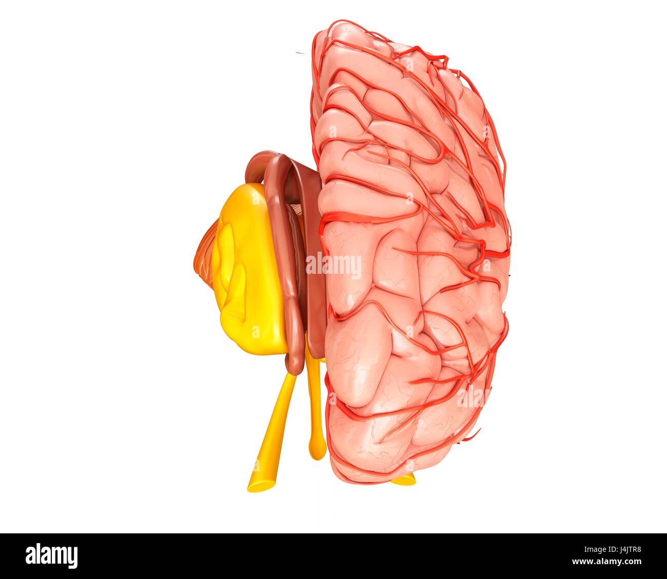 Illustration of the anatomy of the human brain and its arteries. Stock Photo