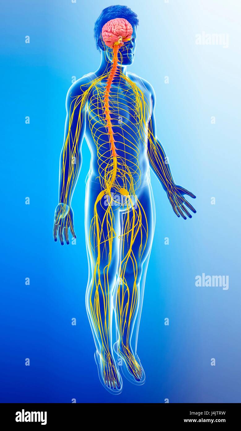 Illustration of male nervous system Stock Photo - Alamy