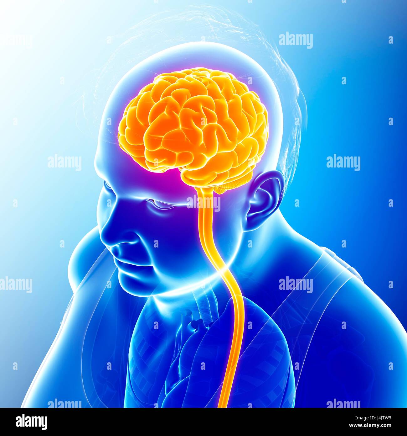 Illustration of male brain and spinal cord Stock Photo - Alamy
