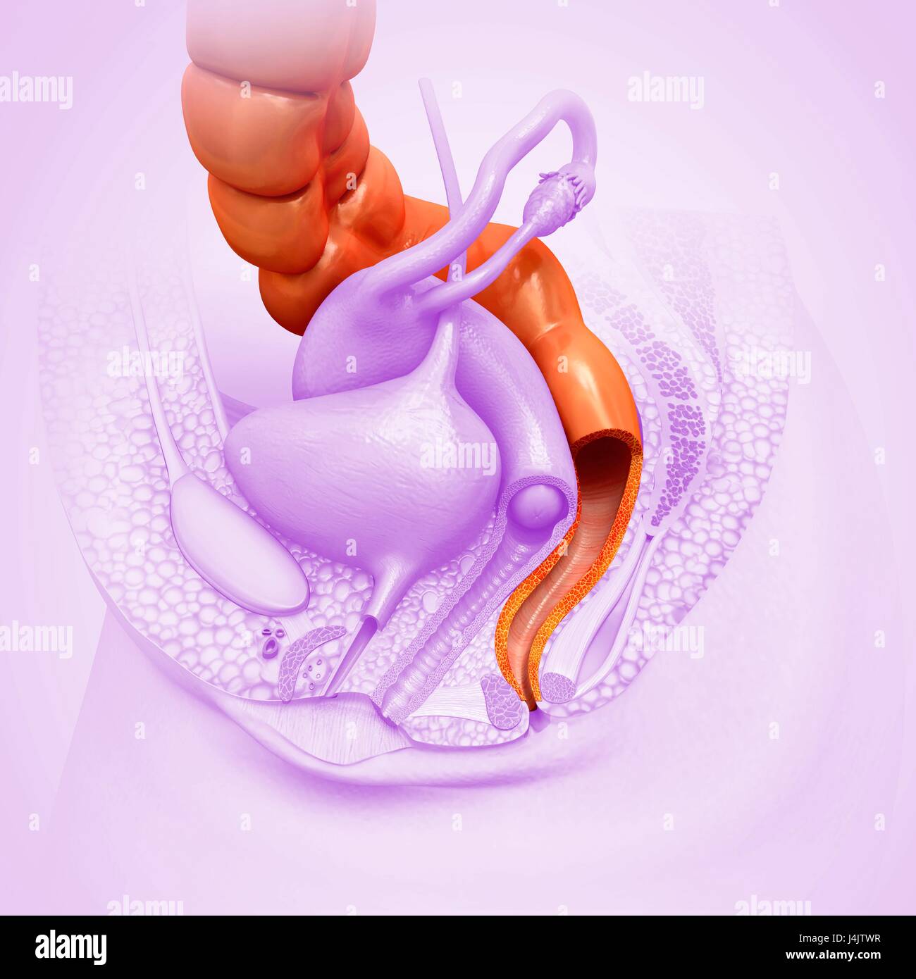 Illustration of female rectum. Stock Photo