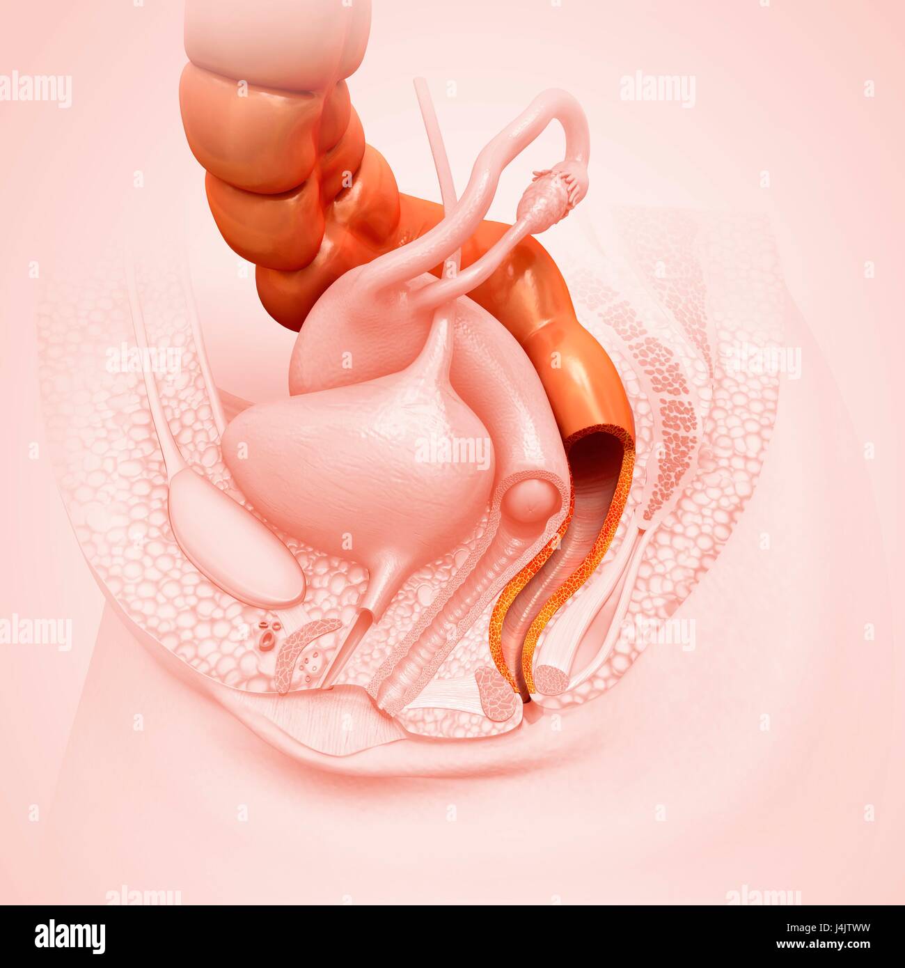 Illustration of female rectum. Stock Photo