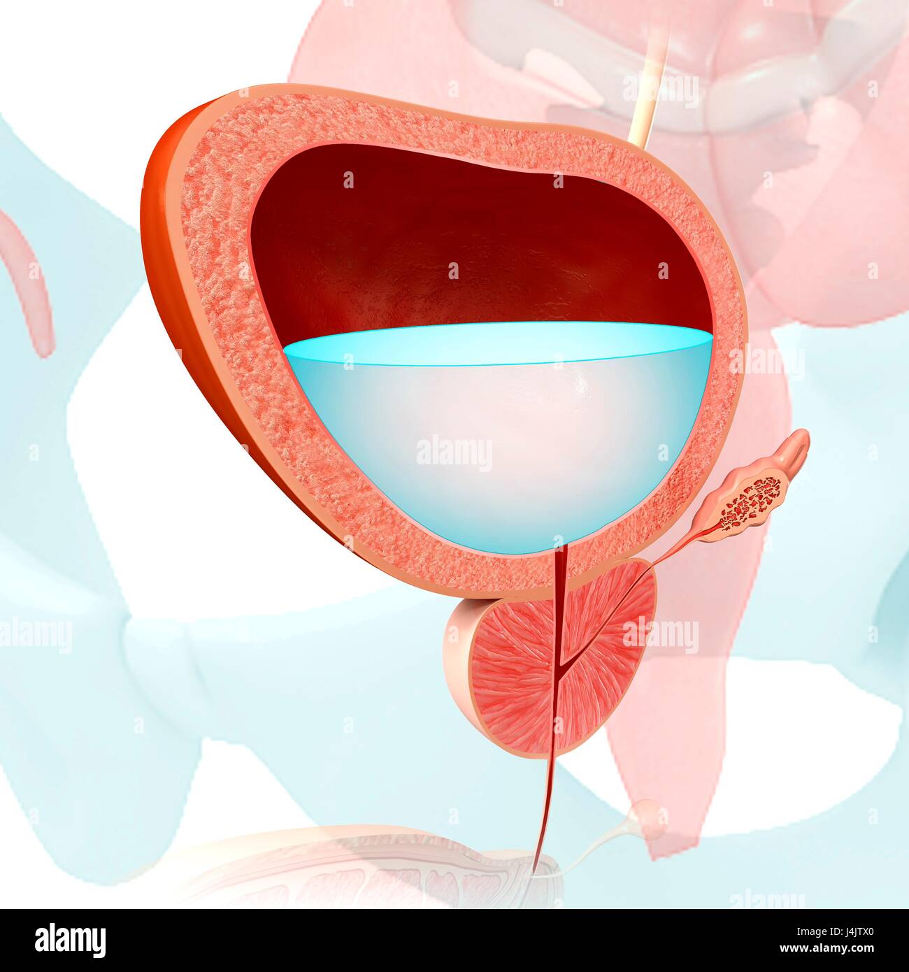 Illustration of the function and anatomy of the human bladder Stock