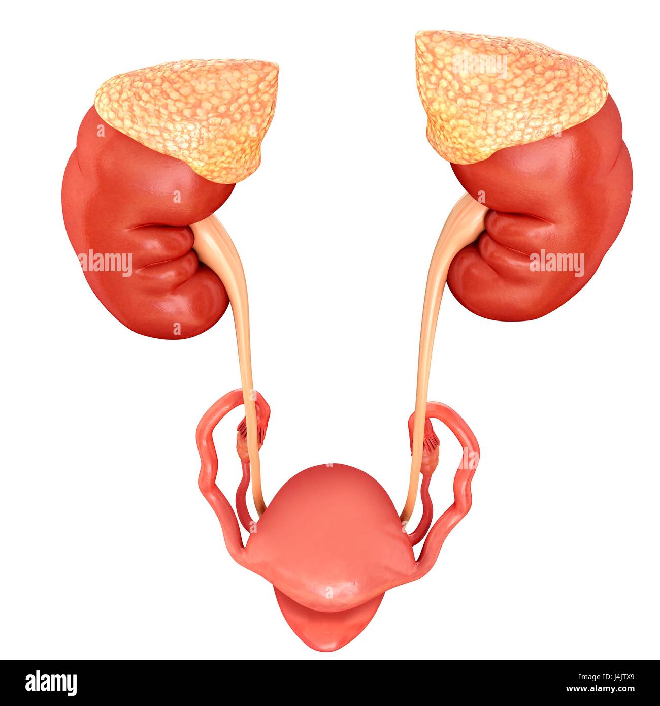 Illustration of female urinary system Stock Photo - Alamy