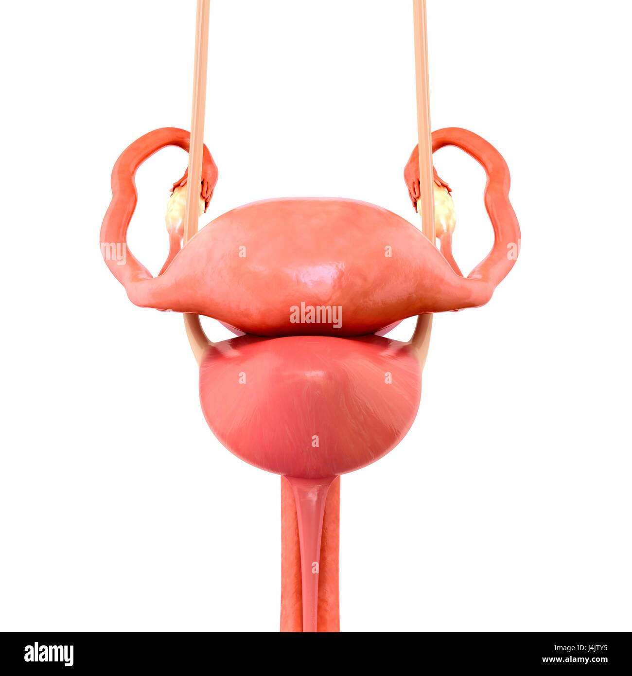 Illustration of female reproductive system and bladder Stock Photo Alamy