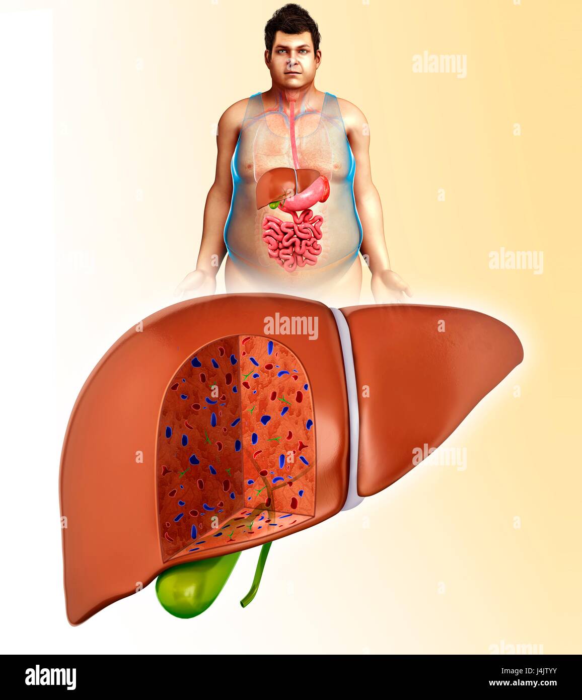 Illustration of male liver anatomy Stock Photo - Alamy