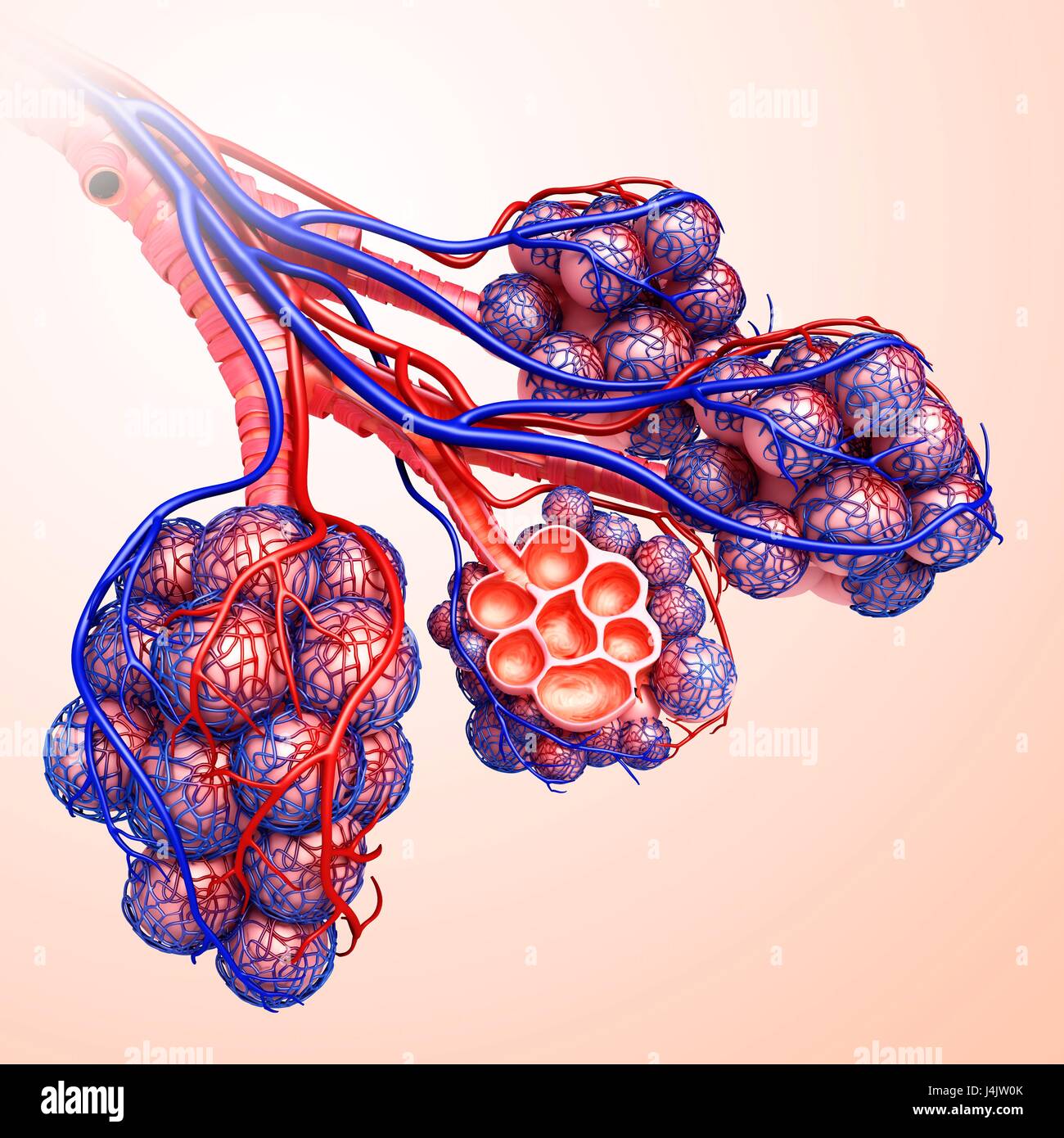 Illustration of the capillaries and alveoli of the lungs Stock Photo