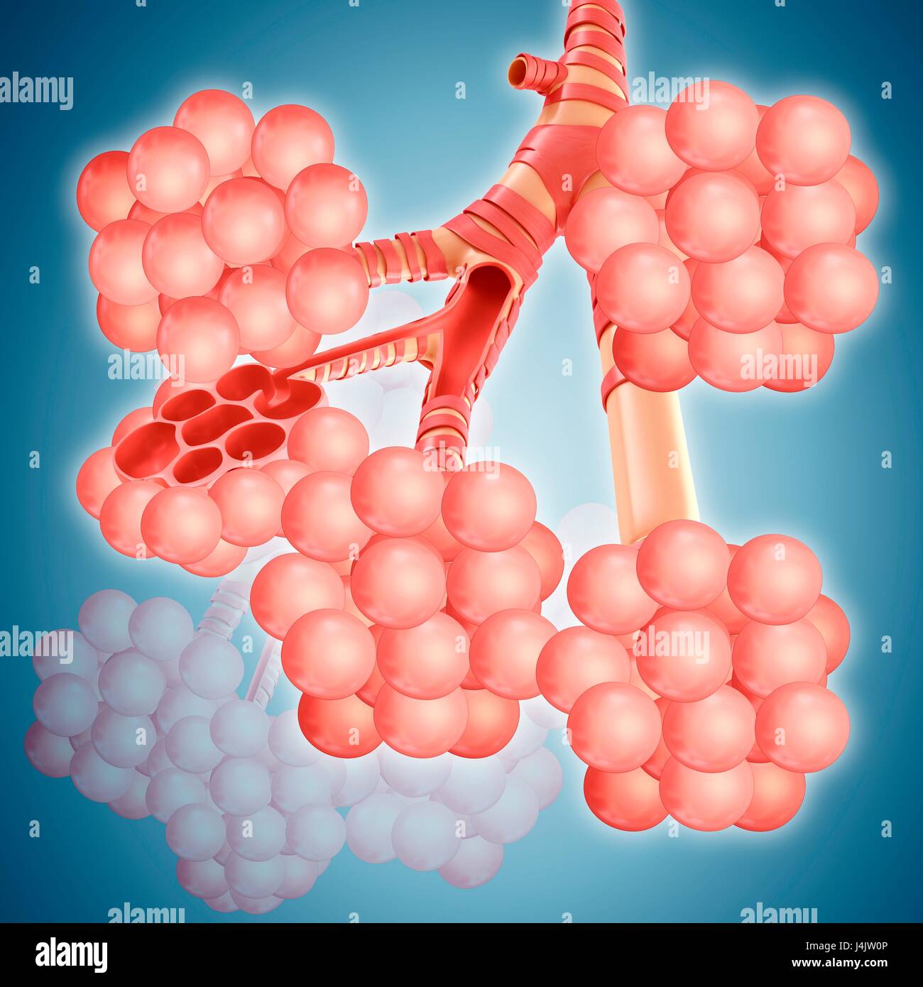 Alveoli of lungs hi-res stock photography and images - Alamy