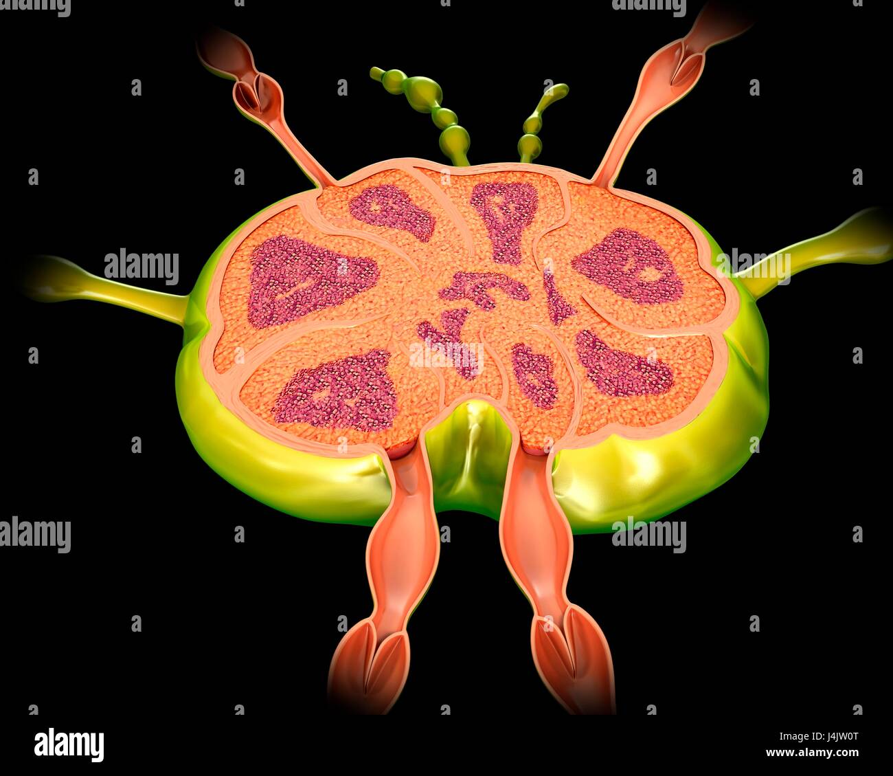 Illustration Of Lymph Node Structure Stock Photo Alamy Illustration Of Lymph Node Structure Stock Photo Alamy