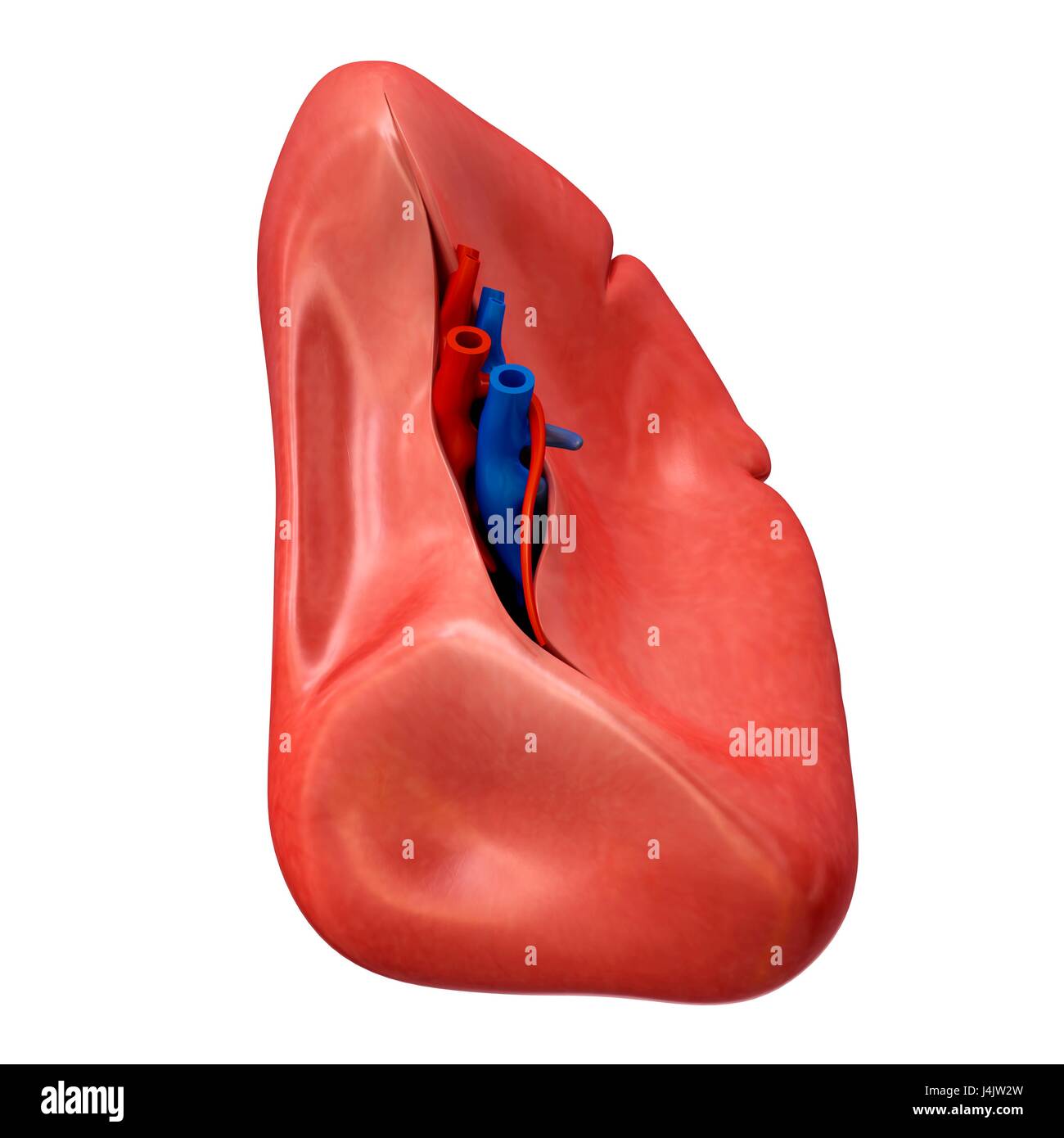 Spleen image hires stock photography and images Alamy