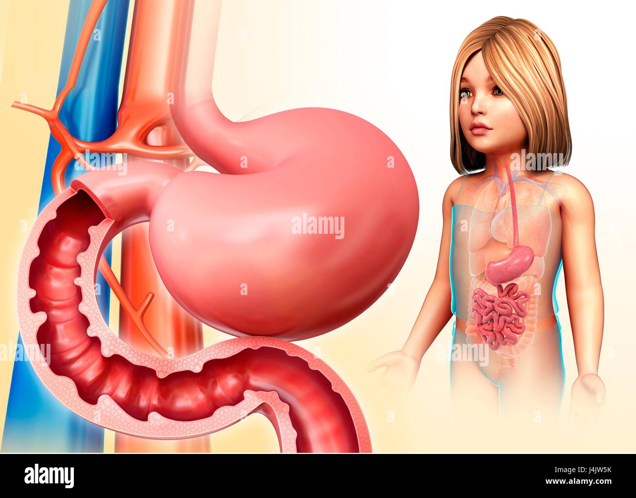 Illustration of a child's stomach and duodenum. Stock Photo