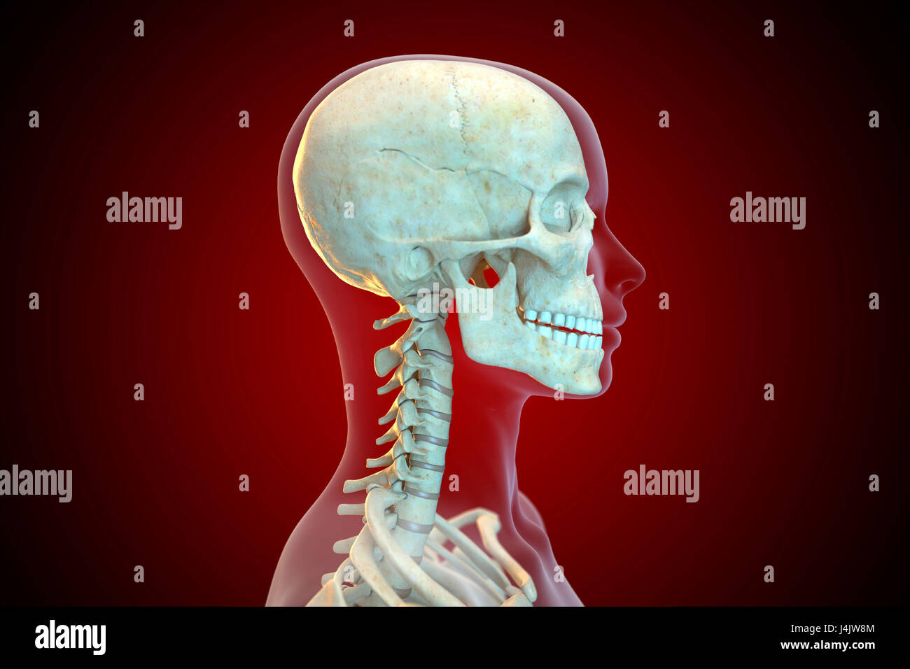 Side view cervical spine skull hi-res stock photography and