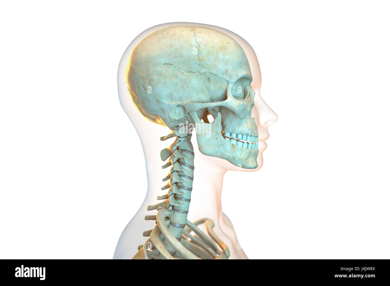 Side view cervical spine skull hi-res stock photography and