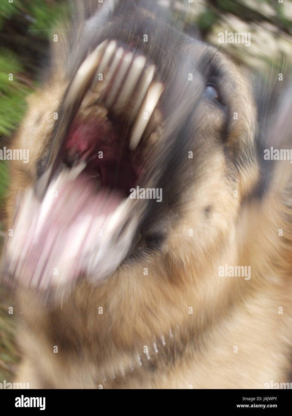 Dog, mouth, cogs, aggression, danger, s/w mammal, pet dog, protective dog, bite, attack, attack, defend, defence, aggressively, danger, fear, frights, threat, threat, threateningly, wildly, dangerously, nightmare Stock Photo