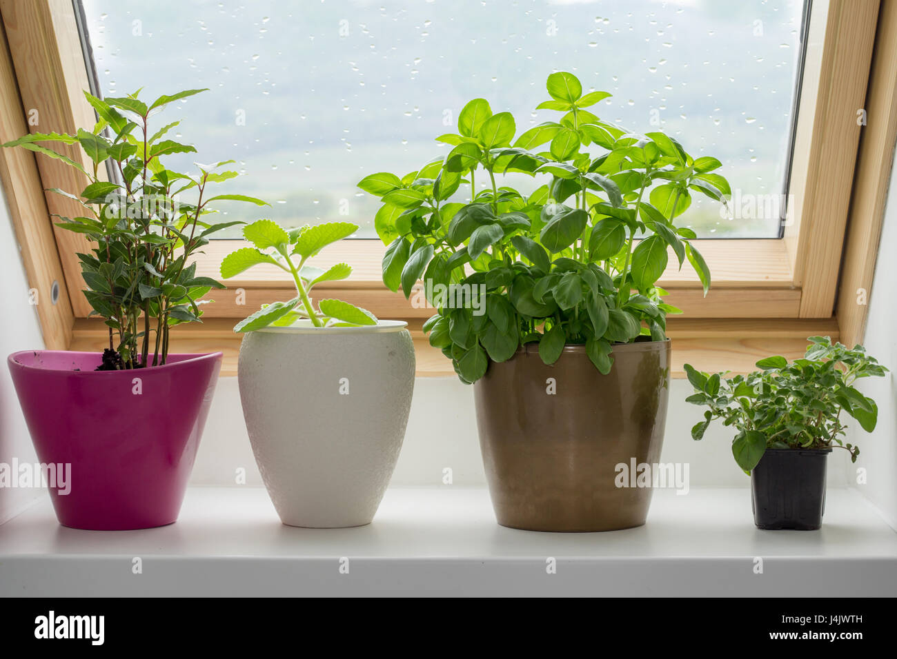 Herbs Growing In Pot On Kitchen Window Stock Photo 140556993 Alamy