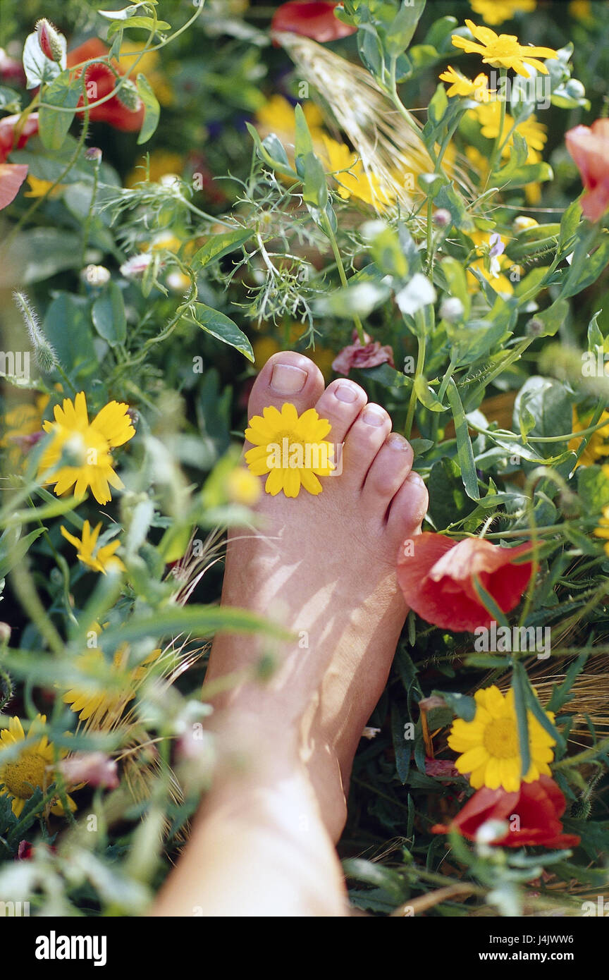 Flower meadow, woman, detail, foot, barefoot very closely, outside, summer, meadow, flowers, blossoms, blossom, leisure time, lifestyle, women's bone, bone, women's foot, part of the body, young Stock Photo
