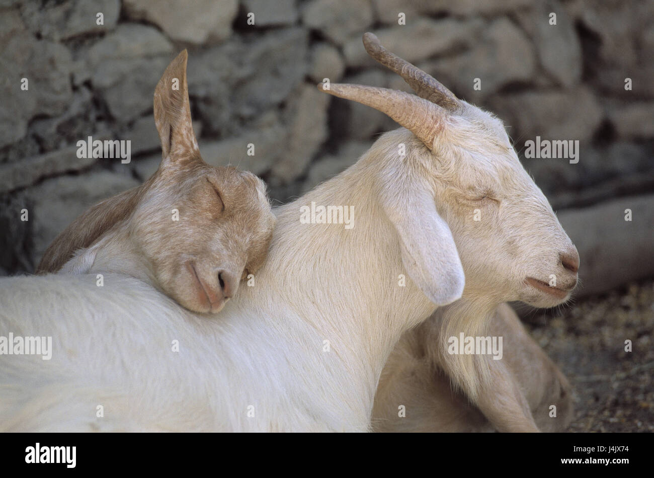 Goats, nanny-goat, Kitz, white, detail animals, mammals, benefit animals,  house goats, mother animal, young animal, outside, lean. tired, sleep,  dream, security Stock Photo - Alamy