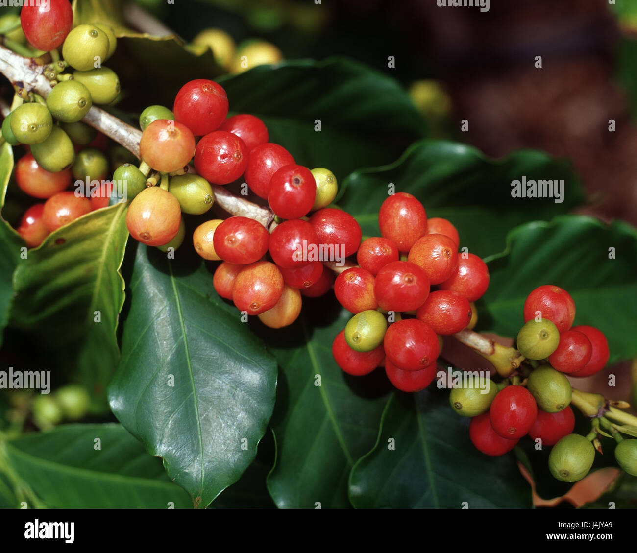 coffea coffee plant