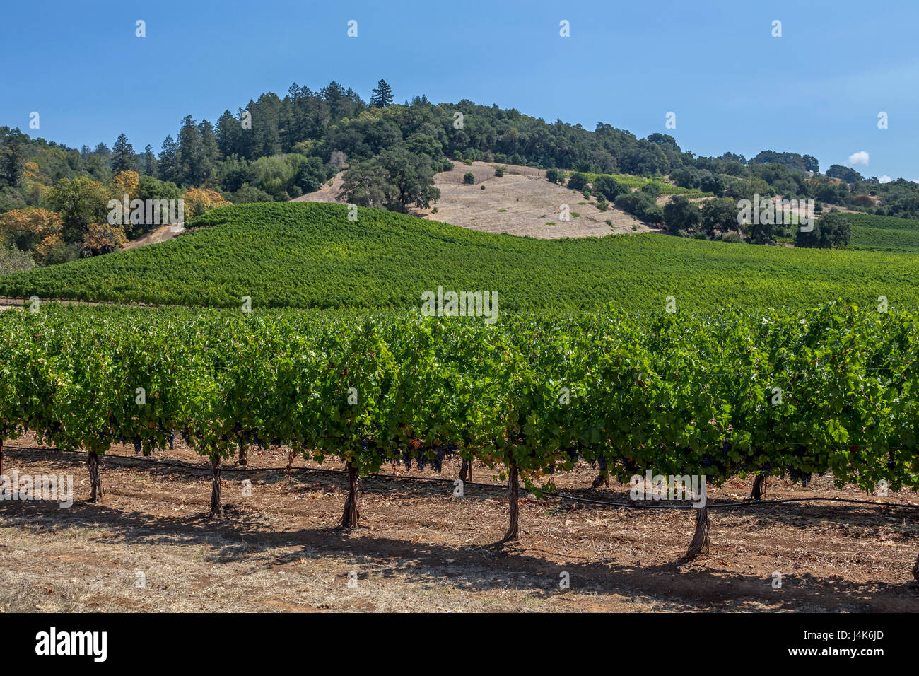 grape vineyard, grape vineyards, vineyard, vineyards, view from Hanna Winery and Vineyards, Healdsburg, Alexander Valley, Sonoma County, California Stock Photo