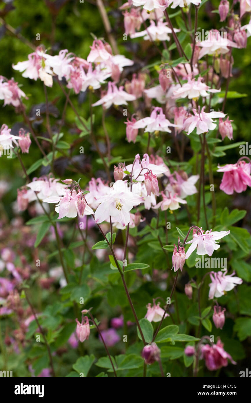 Aquilegia vulgaris flowering in Spring. Stock Photo