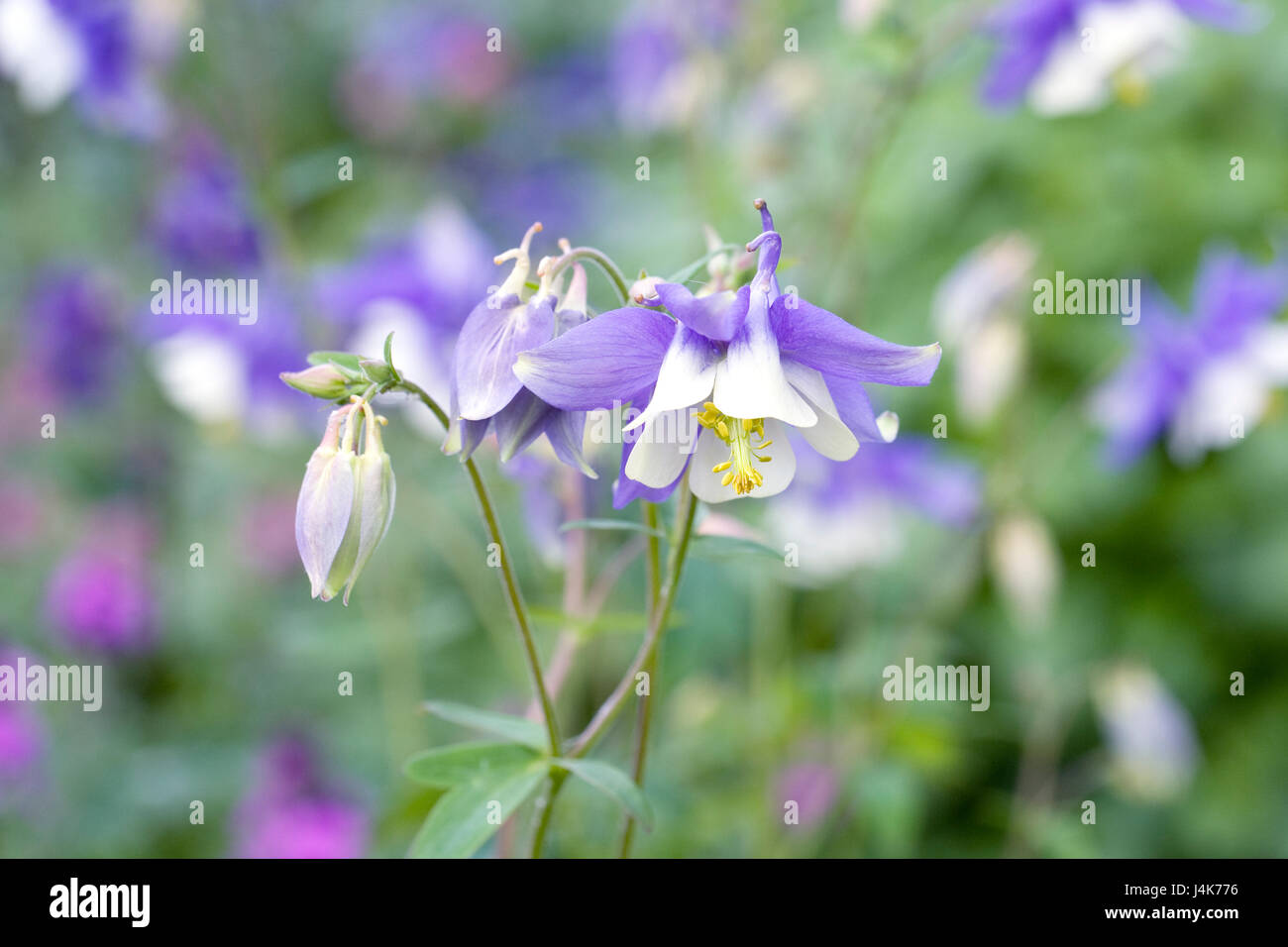 Blue and White Aquilegia flowers in Spring. Stock Photo