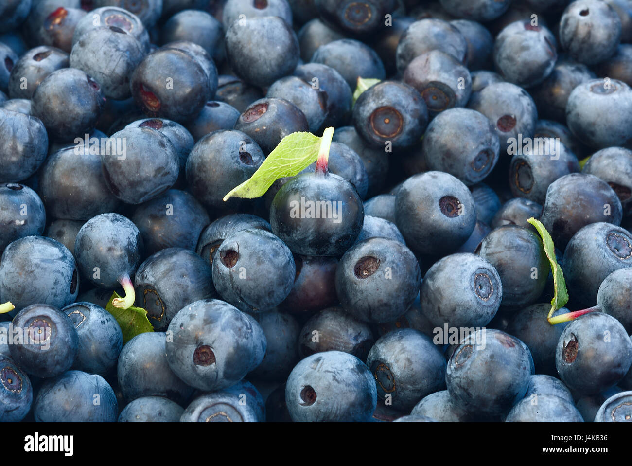 In the center is one berry different from the others. it with green ...