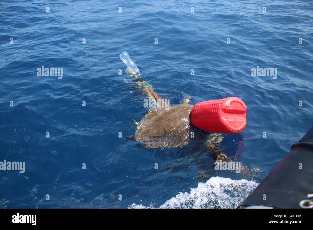 A sea tangle swims entangled in a mass of fishing gear and garbage before the crew of Coast Guard Cutter Valiant free it while on a routine patrol in the Eastern Pacific Ocean, April 23, 2017. While underway, crewmembers stand 24/7 watch and are always on the lookout for potentially hazardous debris and endangered sea life in addition to watching for suspicious vessels and signs of distress. (U.S. Coast Guard courtesy photo.) Stock Photo