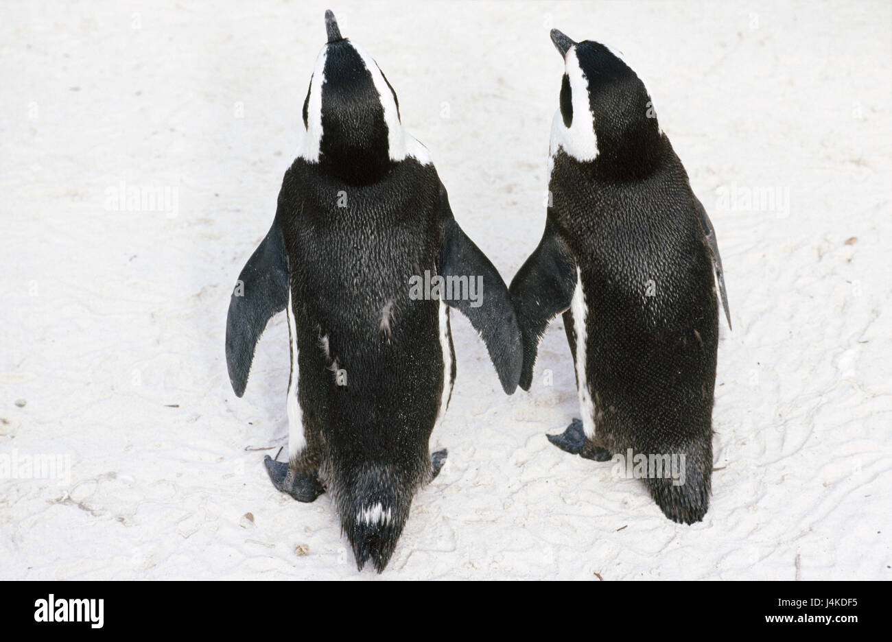 Glass penguins, Spheniscus demersus, back view animals, birds, flugunähig, sea birds, penguins, Sphenisciformes, two Stock Photo
