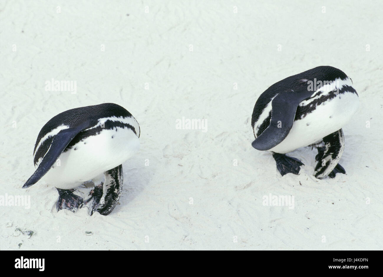 Glass penguins, Spheniscus demersus, from above outside, Africa, South Africa, western cape, The Boulders, animals, birds, flugunähig, sea birds, penguins, Sphenisciformes, two Stock Photo