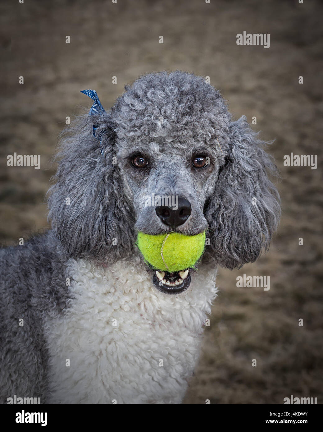 standard poodle dog breed Stock Photo Alamy