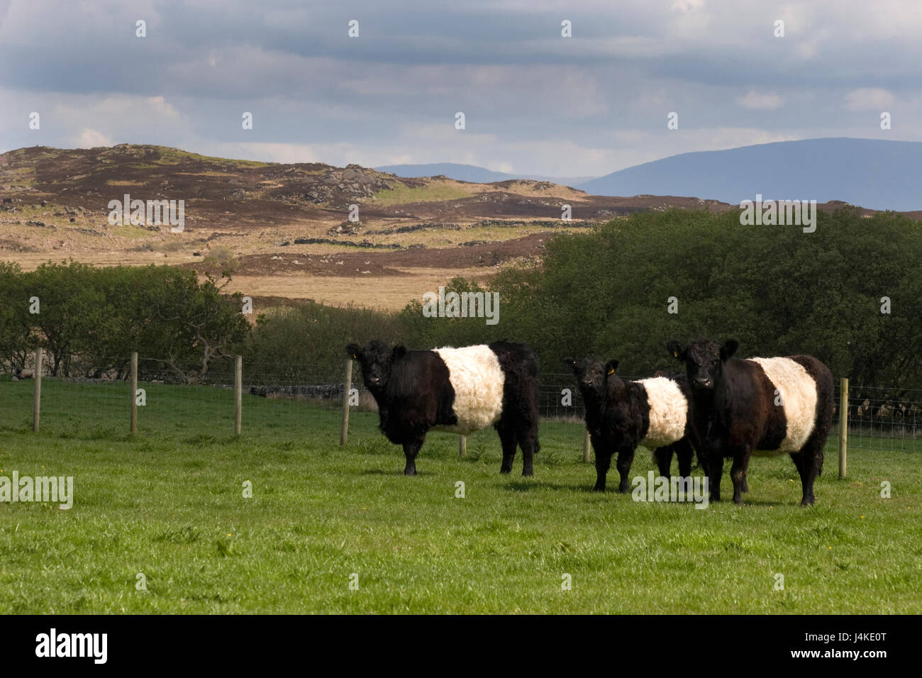 Belted galloway cattle hi-res stock photography and images - Alamy