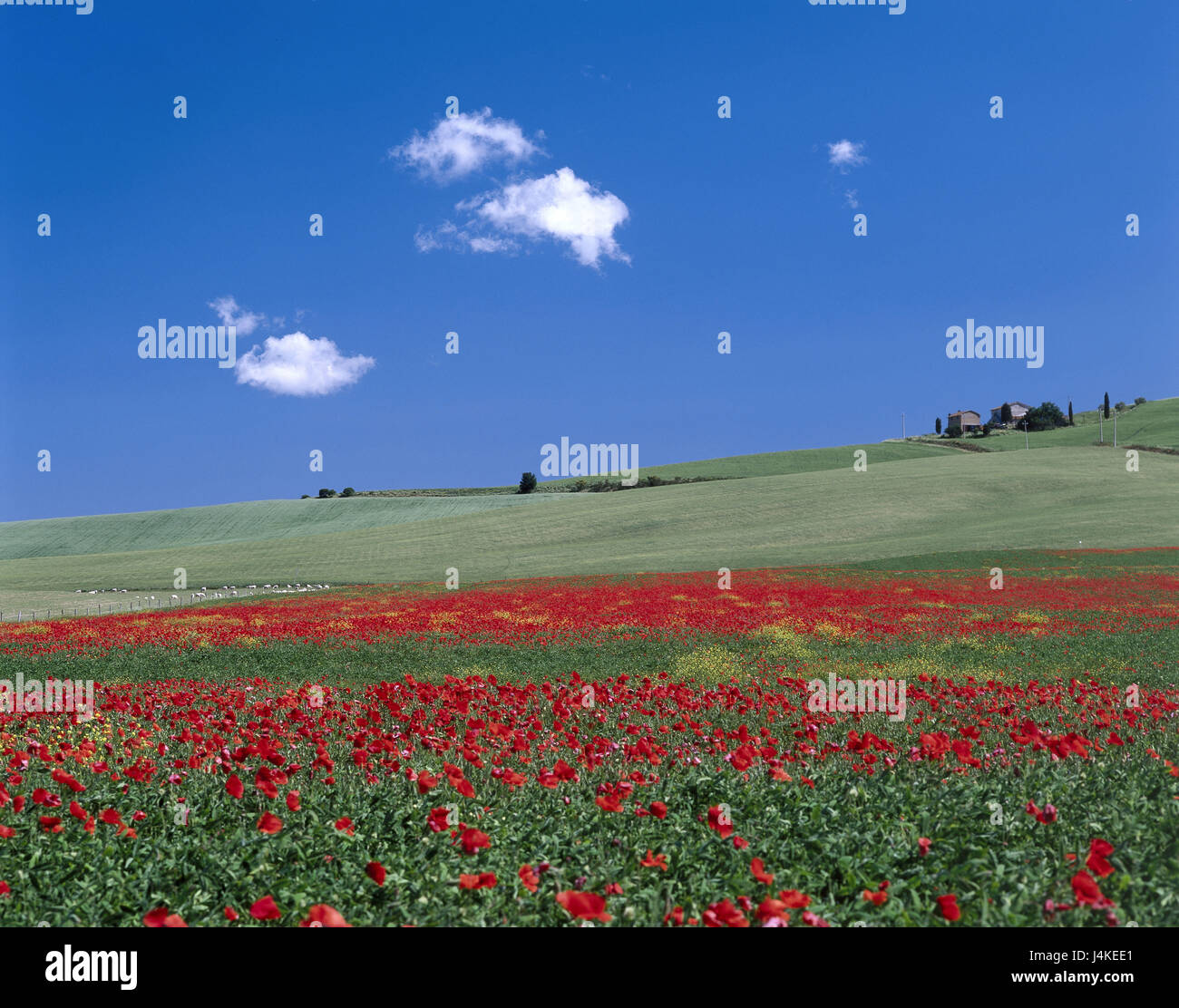 Italy, Tuscany, hill scenery, residential house, poppies Europe, province, scenery, hill, meadows, fields, house, court, trees, flowers, poppy seed, Papaver spec. blossom, pasture, sheep, flock of sheep, sky, landscape, typically, Toskanian Stock Photo