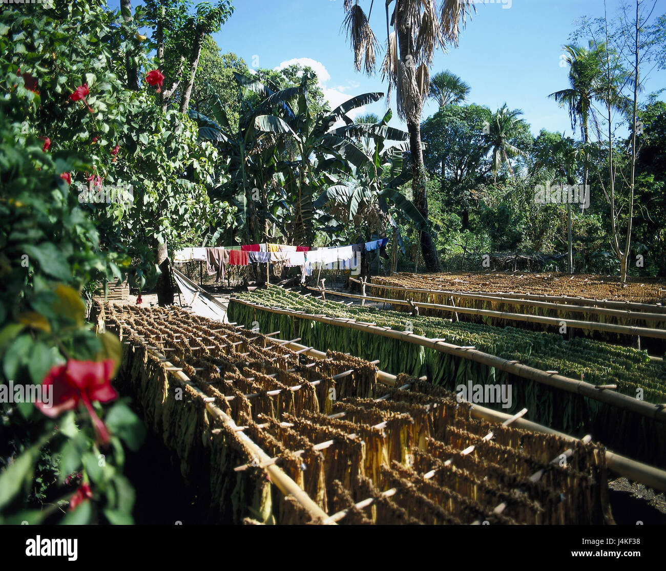 The Philippines, Ilocos Sur, tobacco production, tobacco plants, drying South-East Asia, Malay archipelago, island group, island, palm wood, wood, tobacco, dry, plants, leaves, economy, production, outside Stock Photo